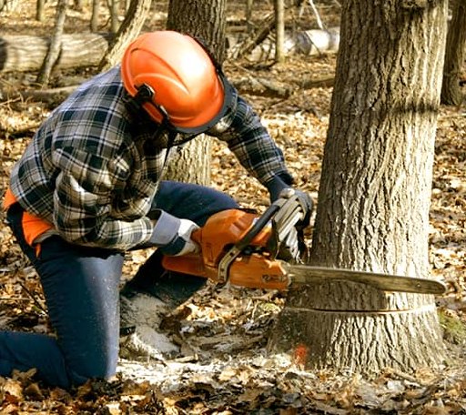 Tree Removal in Beattie, KS
